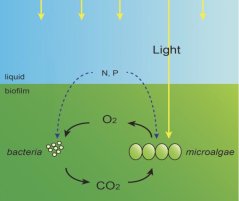 Fig. 4. Schematic overview of the symbiotic microbial biofilm reactor. Micro algae utilize light and CO2, while producing biomass and O2 that is utilized by bacteria.
