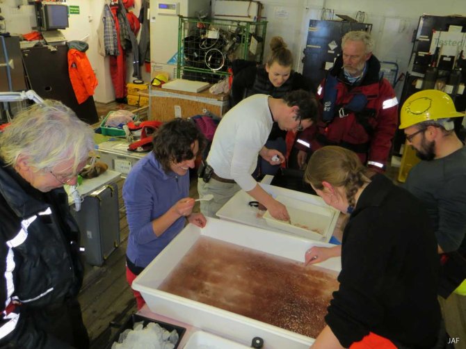 Het Iceflux team bekijkt de vangst en helpt mee sorteren en tellen. Vele handen maken licht werk.