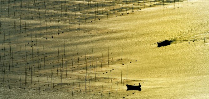 Seaweed farm