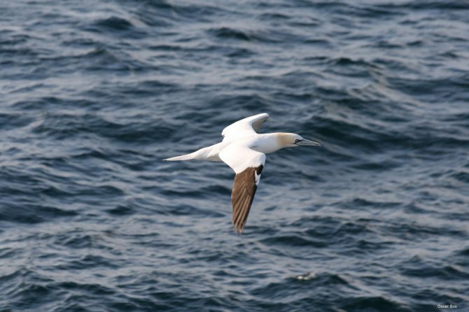 Northern gannet, photo: Oscar Bos