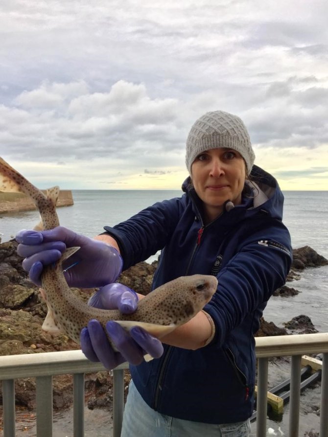 Researcher Annemiek Hermans is holding a small-spotted catshark