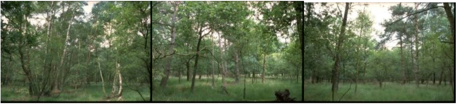 Het bosreservaat Kampina