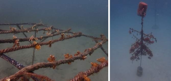 Two methods for coral culture: Rope culture on a fixed table (left) and culture on nylon threads on a suspended culture tree (right). Photo: Dr. R. Osinga.