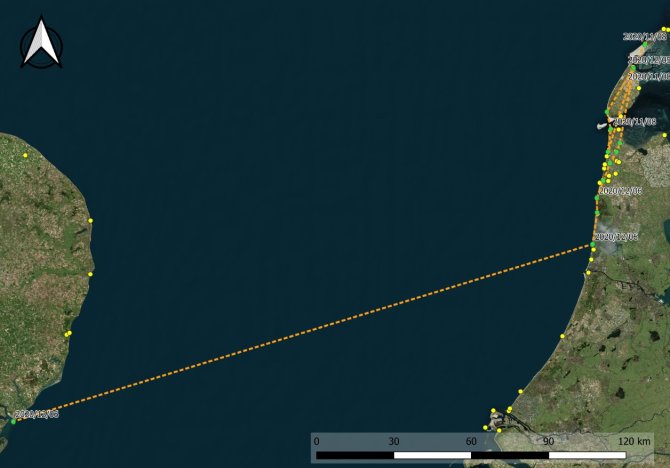 Vliegroute van een spreeuw die op 8 november 2020 op Vlieland werd gezenderd en later op de dag opdook nabij Den Helder. Na wat omzwervingen vloog de vogel weer terug naar de noordpunt van Texel waar die een paar weken bleef. Op 5 december 2020 vloog de vogel langs de kust naar Petten. De volgende dag vloog die bij Castricum de Noordzee op, om 3,5 uur later bij Languard (UK) weer aan land te komen. 