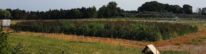 Overview of the experimental Quinoa plots