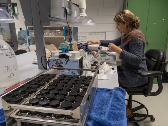 Maagolie en plastic wordt in een schudbad verwarmd. In de achtergrond filtert onderzoekster Susanne Kühn kleine hoeveelheden van die maagolie voor de analyse naar stoffen in het plastic.