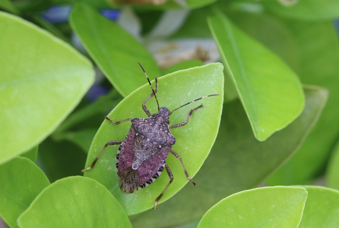 Bruingemarmerde schildwants (Halyomorpha halys). Foto: Herman Helsen