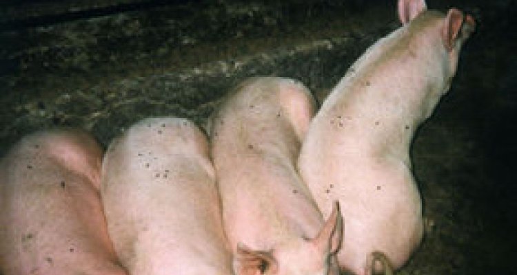 Varkens met Afrikaanse varkenspest (AVP)