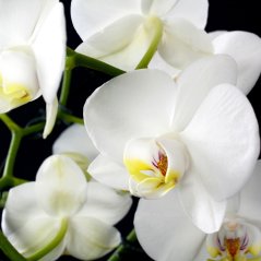 orchid_cropped.jpg