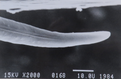  B. xylophilus: female tail (SEM)