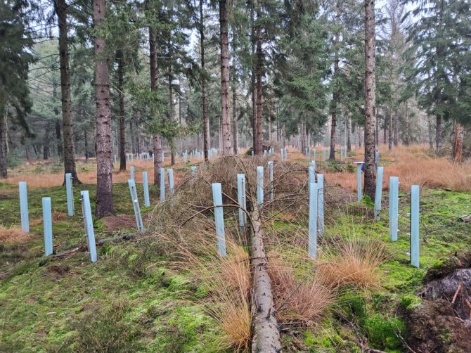 Un ejemplo de restauración forestal.  Foto: Matthijs Pasteles