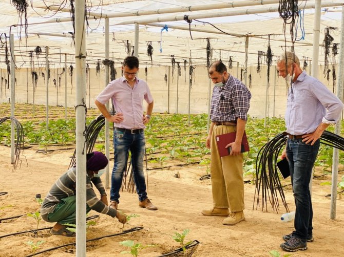 Een werknemer van een teler in Abu Dhabi laat een aubergineplant zien aan Jouke Campen (links) en zijn WUR-collega Feije de Zwart (rechts). Foto: Jouke Campen