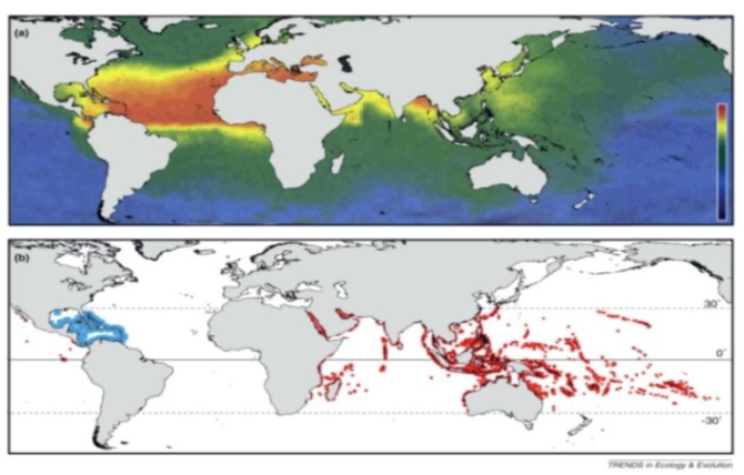 Figure 1. Illustration of global atmospheric iron fluxes (top, red = higher) related to the distribution of reefs in the Caribbean (blue dots) and Indo-Pacific (red dots) (bottom, Roff & Mumby, 2012)   