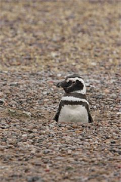 Magelhaenpinguïn (Spheniscus magellanicus): een pinguin met onvermoede kwaliteiten!