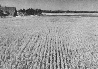 Fieldstation ‘the Sinderhoeve’ june 24,1959. On the foreground an irrigation experiment whith oats. Some spots in the field shows the effects irrigation experiments.