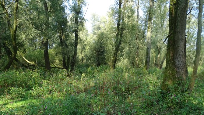 Ooibos Millingerwaard, een voorbeeld van spontane bos- en struweelontwikkeling
