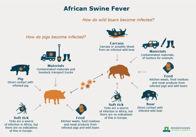 Infographic: how pigs and wild boards become infected with African swine fever (ASF) 