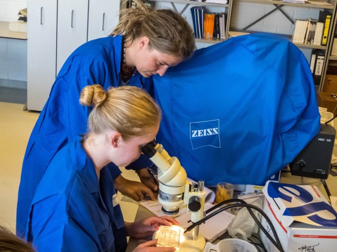 Bernike van Werven, begeleid door Susanne Kühn, onderzoekt de maaginhoud van vis onder een microscoop (Foto: J.A. van Franeker)