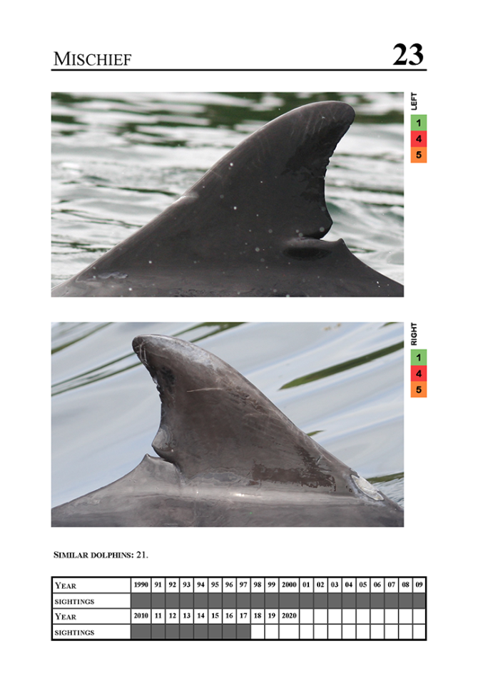 Waarnemingen van het mannetje 'Mischief'. Dolfijn ‘Mischief’ is te herkennen aan een diepe inkeping aan de wortel van de rugvin. Bron: Catalogus van de Universiteit van Aberdeen.