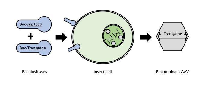 Figure 1: Recombinant AAV production using the Baculovirus expression system. Two baculoviruses can be used to co-infect insect cells for the generation of therapeutic AAVs. Bac-Transgene contains the expression cassette used for the gene transfer and Bac-rep+cap drives the expression of AAV capsid and replication proteins.