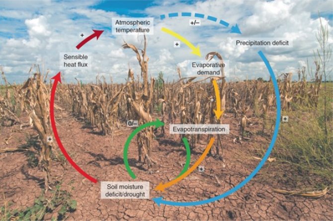 Illustration of the feedbacks at the land surface. Figure from A.J. Teuling (2018): A hot future for European droughts. Nature Clim Change 8, 364–365