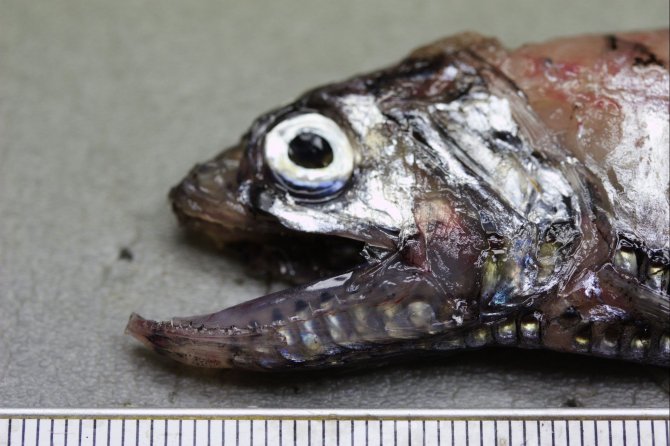 Rendezvous fish (Polymetme corythaeola)