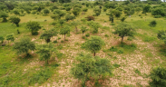 Implementation of the Farmer Managed Natural Regeneration (FMNR) technique, an agroforestry practice consisting of the regeneration of leaving stumps in agricultural areas, in the Dodoma Region (Tanzania).