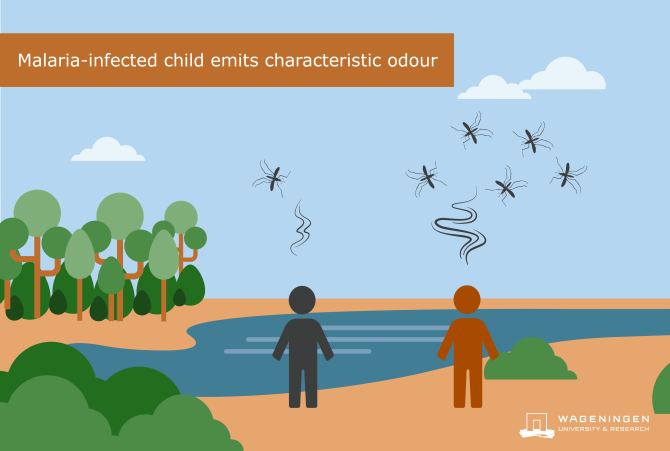 Infographic: Malaria-infected child emits characteristic odour.
