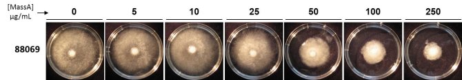 The CLP MassA inhibits mycelial growth of P. infestans