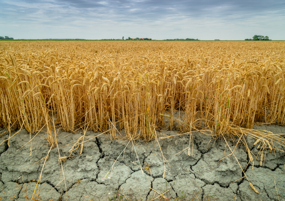 shutterstock_1145270459 droogte.jpg