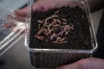 Junior Science Lab Kunnen planten en wormen overleven op Mars?