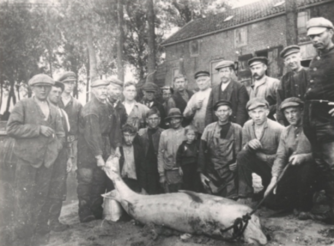 1917, bycatch in commercial salmon fisheries in the Rhine River Delta of a large adult European sturgeon female. The fish fed a small village.   