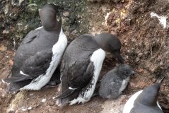 The body weight at fledging determines the survival of guillemot chicks.