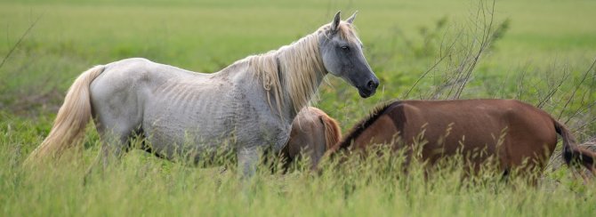 Weight loss in horses can be a sign of piroplasmosis