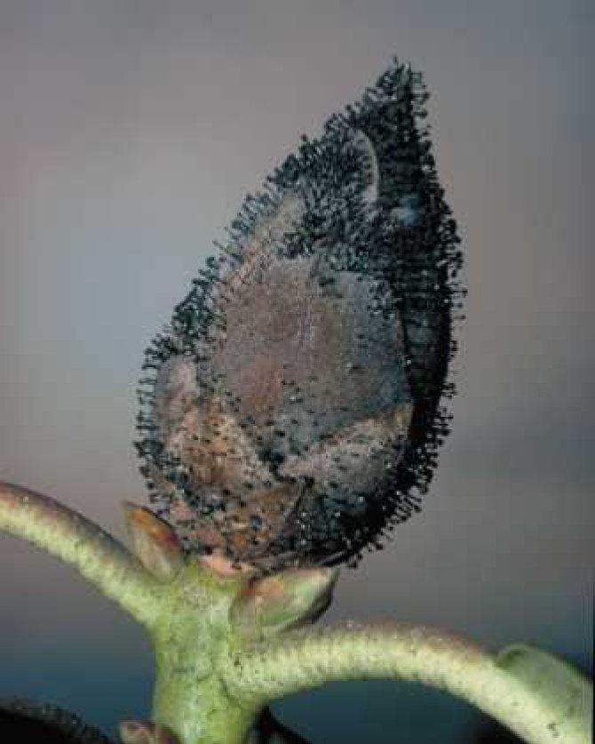 De Amerikaanse rododendroncicade kan een schimmelziekte overdragen waardoor knopsterfte en minder bloei optreedt (foto Alterra/A. Frankenhuyzen)