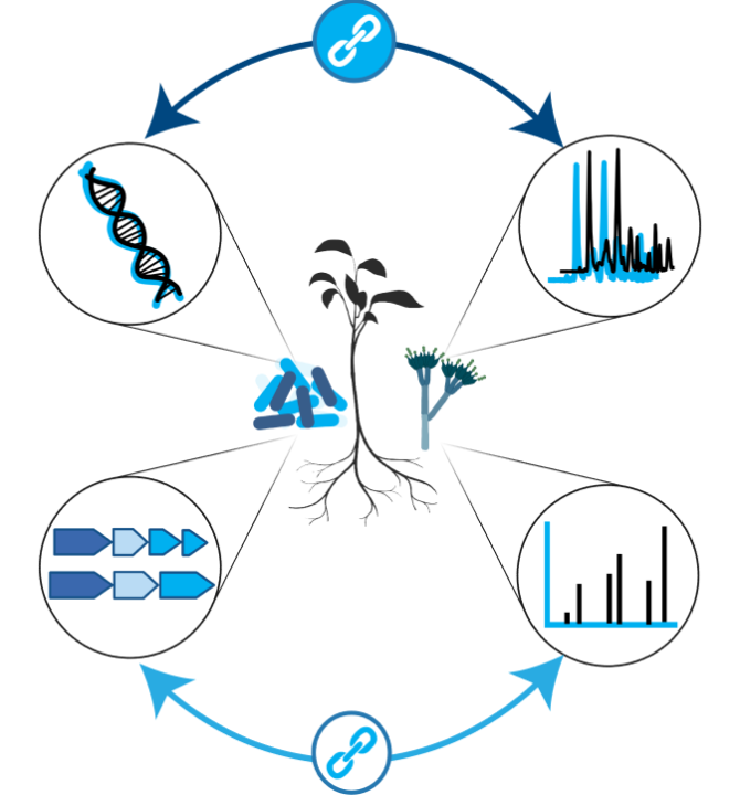 The Paired Omics Data Platform stores links between genomics and metabolomics data of bacteria, fungi, and plants (top). Moreover, links between specific genes and the metabolite structures they encode for together with their mass spectra can be recorded (bottom).