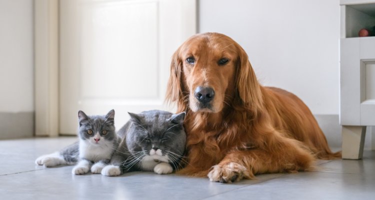 Hond kat diagnostiek testen ziekten hond kat