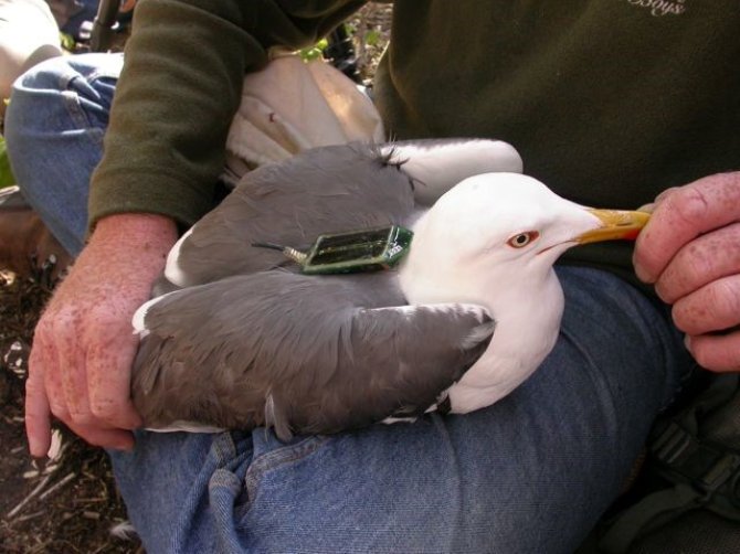 A lesser black-backed gull with GPS logger (source: Bureau Waardenburg)