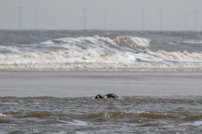 Seal with wind turbines in the background (photo: Shutterstock)