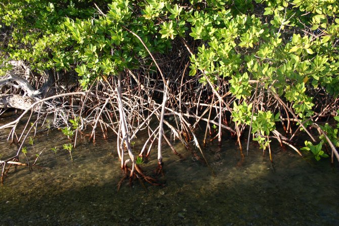 Steltwortels van de rode mangrove