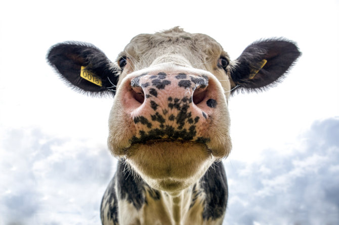 Link naar Dutch Dairy Challenge-website