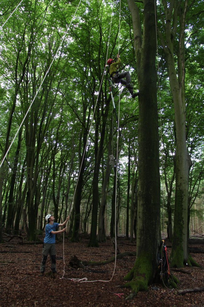 Tree climbing to get to the canopy and collect leaves to analyse leaf properties