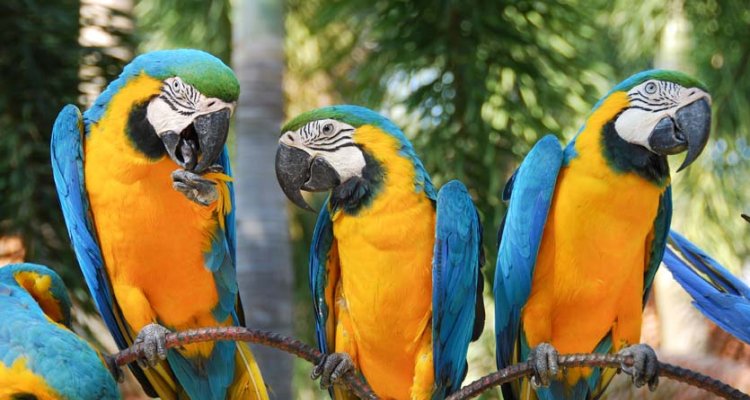 Psittacose of papegaaienziekte bij vogels