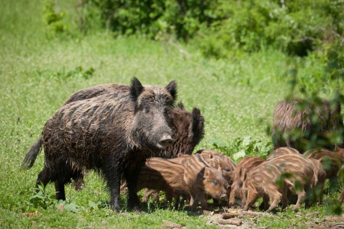 Research into the pig genome has provided important insights into the effects of domestication, animal behaviour and environmental impact, which could not easily be detected by traditional breeding.