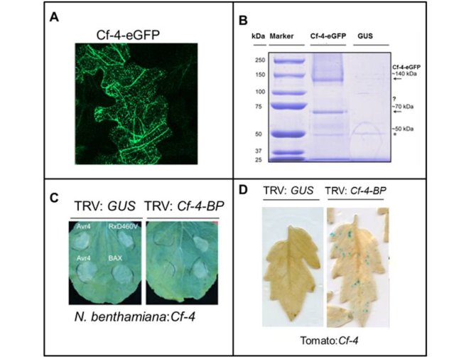 Identification of a Cf-4-Binding Protein (Cf-4-BP) that is required for the Cf-4/Avr4-triggered HR and Cf-4-mediated resistance.  A. A Cf-4-enhanced green fluorescence protein (eGFP) fusion localises mainly to the ER-network upon Agroinfiltration in N. benthamiana, as visualized by confocal microscopy.  B. Immuno-precipitation of Cf-4-eGFP from such cells reveals several Cf-4-Binding Proteins (Cf-4-BPs), in addition to Cf-4-eGFP itself (arrows). A 50 kDa protein band also co-purified in the negative (GUS) control (asterisk).  C. Virus-induced gene silencing (VIGS) of a Cf-4-BP-encoding gene results in compromised Avr4-triggered HR in N. benthamiana:Cf-4. Note that HR caused by auto-active Rx (RxD460V) and BAX is not affected.  D. VIGS of Cf-4-BP in tomato:Cf-4 results in compromised Cf-4-mediated resistance to C. fulvum secreting Avr4. Plants were inoculated with C. fulvum expressing Avr4 and the GUS reporter gene. Fungal growth was visualized by GUS-staining and subsequent chlorophyll removal with EtOH. These results show that Cf-4-BP is required for Cf-4-mediated HR and resistance to C. fulvum.