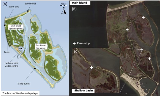 Overzicht van Marker Wadden. (A) De vijf aangelegde eilanden van Marker Wadden, waarbij het hoofdeiland toegankelijk is voor bezoekers en de overige vier eilanden bestemd zijn voor natuurontwikkelingen (uit: Van Leeuwen et al., 2021). (B) Satellietfoto van het hoofdeiland waarop de structuur van zandige ringdijken met daarbinnen bassins te zien is. De locaties van de fuikenopstellingen zijn aangegeven met witte kruisjes. (C) Een ondiep (slib-)compartiment waarop de verbindingen (geul) met het meer open water te zien is. 