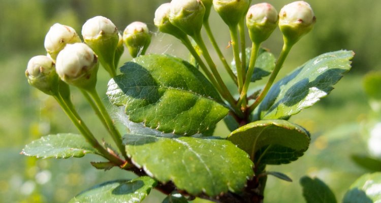 Genenbank inheemse bomen en struiken