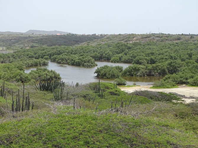 Herstel mangroven Spaans Lagoen op Aruba