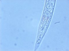 Rotylenchulus borealis: spicule in ventral view