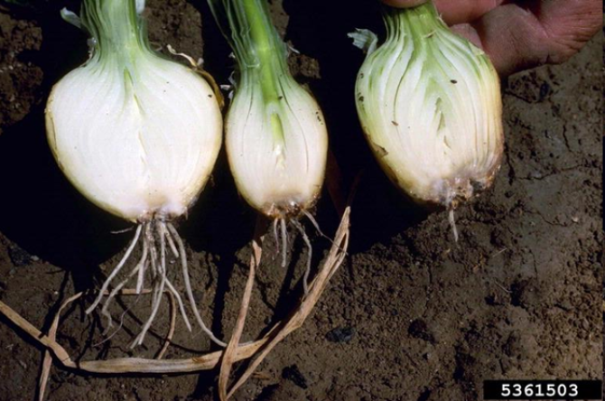 Figure 2: Different stages of Fusarium Basal Rot (FBR) in onion. The Fusarium oxysporum f.sp. cepae fungus, or Foc in short, enters through the disc from where the roots sprout. This Fusarium fungus, like other so called soil borne diseases (diseases carried by the soil) stays behind in the soil after harvest and will survive for some time until lack of hosts or host materials causes it to starve and disappear (Picture by Howard F. Schwartz, Colorado State University, Bugwood.org).